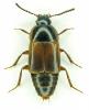 Tachinus humeralis